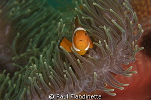 I particularly liked the colour contrasts of the anemone ... by Paul Flandinette 